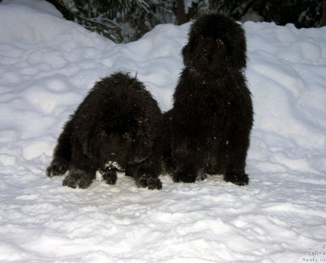 Фото: ньюфаундленд Smigar Galaxsy Shall Win (Смигар Галакси Шелл Вин), & Ohoi's Jet Set