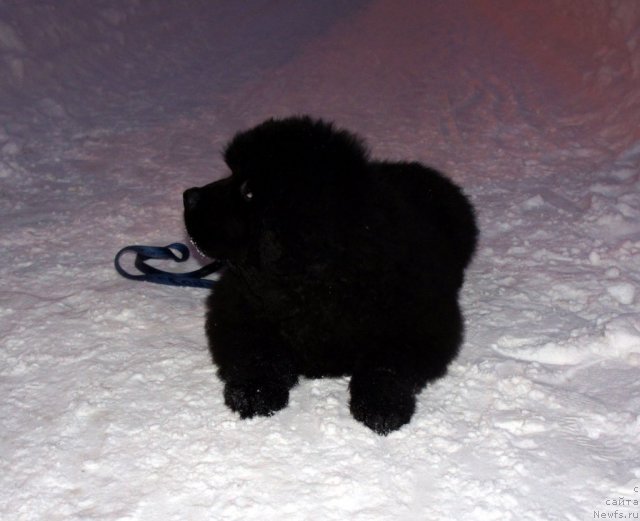 Фото: ньюфаундленд Smigar Gordon Fellow (Смигар Гордон-Феллоу)