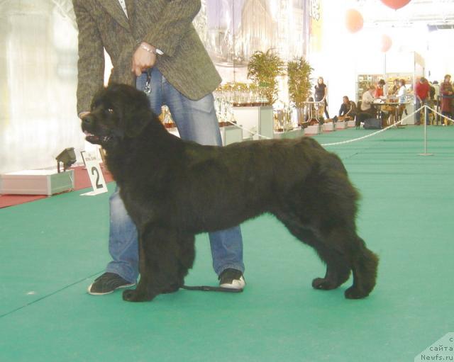 Фото: ньюфаундленд Smigar Ochey Ocharovanie (Смигар Очей Очарованье)