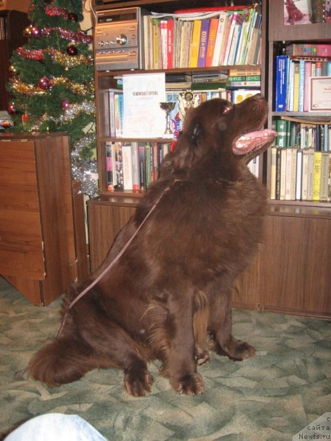 Фото: ньюфаундленд Fann'yuf Aleksandr Braun (Фанньюф Александр Браун), ньюфаундленд Fann'yuf Aleksandr Braun (Фанньюф Александр Браун)