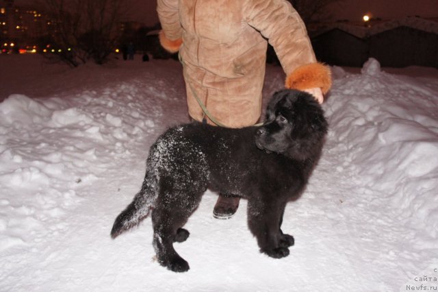 Фото: ньюфаундленд Smigar Vikki-SHer (Смигар Викки-Шер)