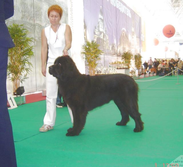 Фото: ньюфаундленд Kukla Barbi iz Antagrada (Кукла Барби из Антаграда)