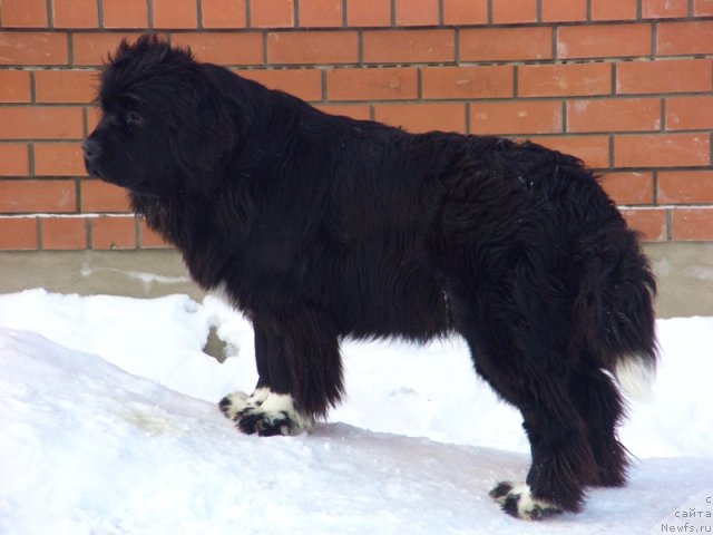 Фото: ньюфаундленд Blestyaschaya Brina (Блестящая Брина)