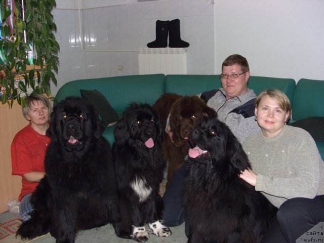 Фото: ньюфаундленд Blestyaschaya Brina (Блестящая Брина), ньюфаундленд Baloven' Sud'byi (Баловень Судьбы), ньюфаундленд Barhatka Roskoshnaya (Бархатка Роскошная), ньюфаундленд Bol'shaya Udacha (Большая Удача), Перевышины, Пермякова Света