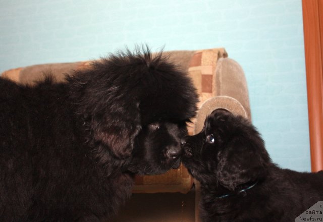 Фото: ньюфаундленд Akvatoriya Kelvin Olimpiyskiy Mishka (Акватория Келвин Олимпийский Мишка), & Акватория Келвин Пасифик Оушен