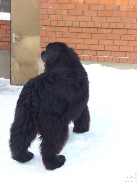 Фото: ньюфаундленд Bol'shaya Udacha (Большая Удача)