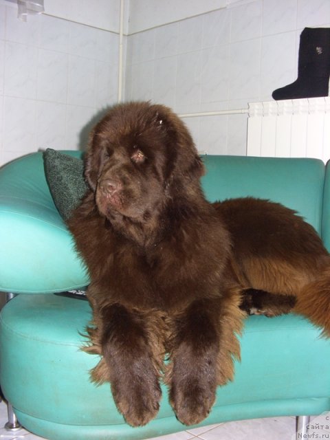 Фото: ньюфаундленд Barhatka Roskoshnaya (Бархатка Роскошная)
