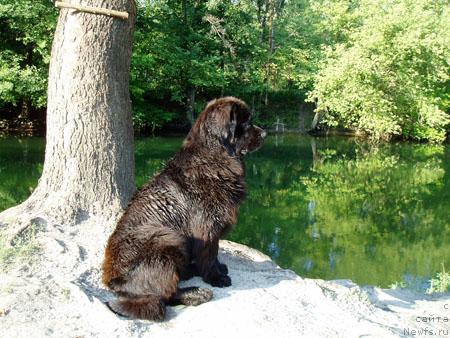 Фото: ньюфаундленд Brenda Kara Deniz (Бренда Кара Дениз)