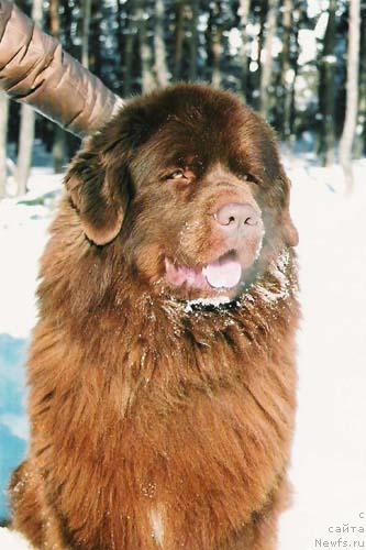 Фото: ньюфаундленд YAkov Burs s Berega Dona (Яков Бурс с Берега Дона)