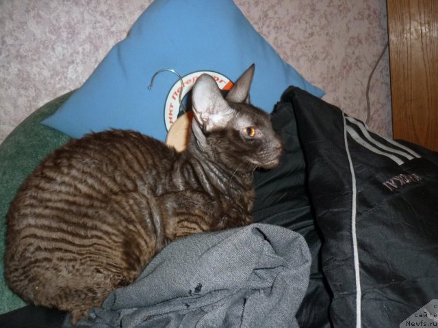 Фотография № 56417