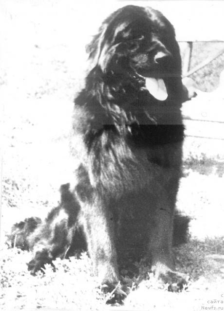 Фото: ньюфаундленд K Gilbert Byekre (К Гилберт Бэкре)