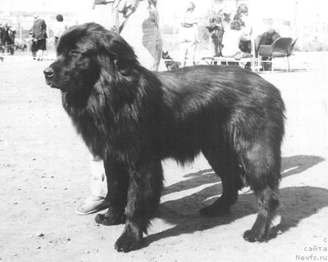 Фото: ньюфаундленд Regedon Jul' (Регедон Жуль)