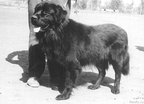 Фото: ньюфаундленд Rayf Jul' (Райф Жуль)