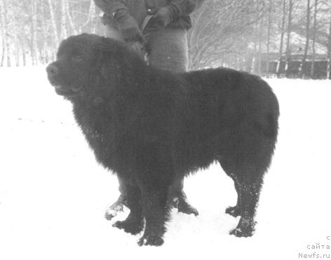 Фото: ньюфаундленд Syer Genri Gonor (Сэр Генри Гонор)