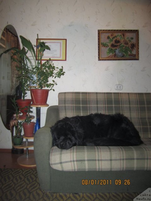 Фото: ньюфаундленд Aleks Dikson (Алекс Диксон)