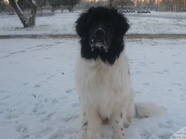 Фото: ньюфаундленд Pitern'yuf CHunga-CHanga (Питерньюф Чунга-Чанга)