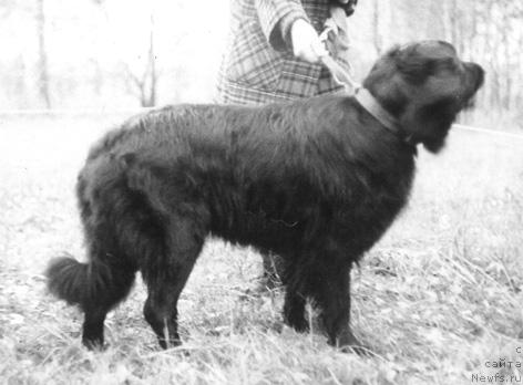 Фото: ньюфаундленд Vayda (Вайда)