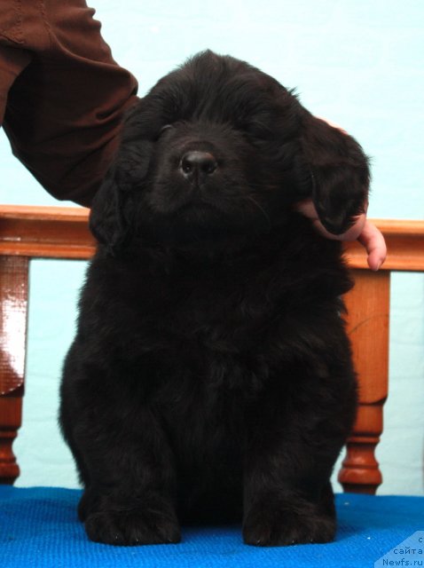 Фото: ньюфаундленд Akvatoriya Kelvin Premium from Nikas (Акватория Келвин Премиум фром Никас)