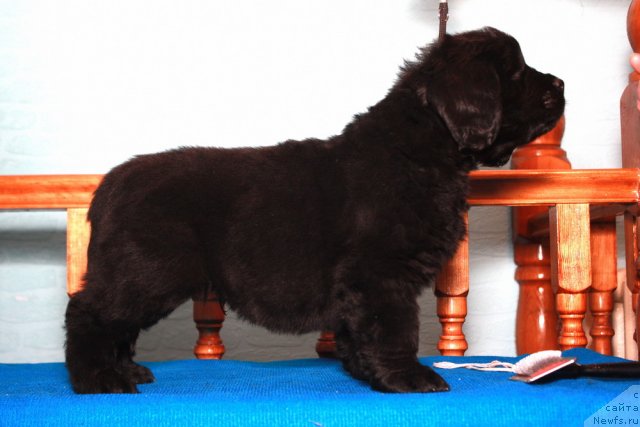 Фото: ньюфаундленд Akvatoriya Kelvin Premium from Nikas (Акватория Келвин Премиум фром Никас)