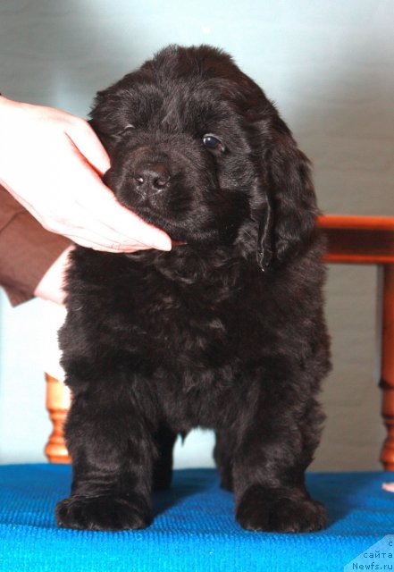 Фото: ньюфаундленд Akvatoriya Kelvin Premium from Nikas (Акватория Келвин Премиум фром Никас)