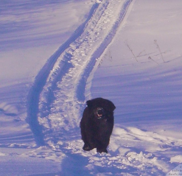 Фото: ньюфаундленд Ih Vyisochestvo Vladlena Madjiks (Их Высочество Владлена Маджикс)