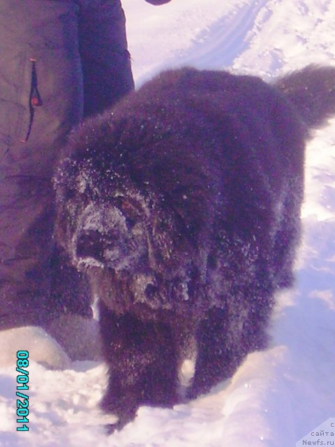 Фото: ньюфаундленд Ih Vyisochestvo Vladlena Madjiks (Их Высочество Владлена Маджикс)