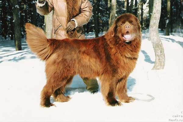 Фото: ньюфаундленд YAkov Burs s Berega Dona (Яков Бурс с Берега Дона)