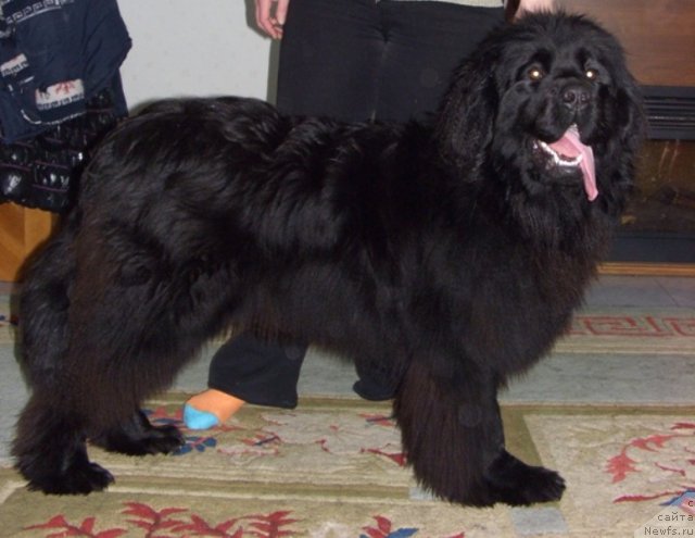 Фото: ньюфаундленд Bol'shaya Udacha (Большая Удача)