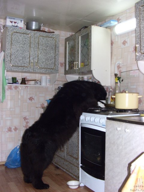 Фото: ньюфаундленд Akin Soul Sofiya (Акин Соул София)