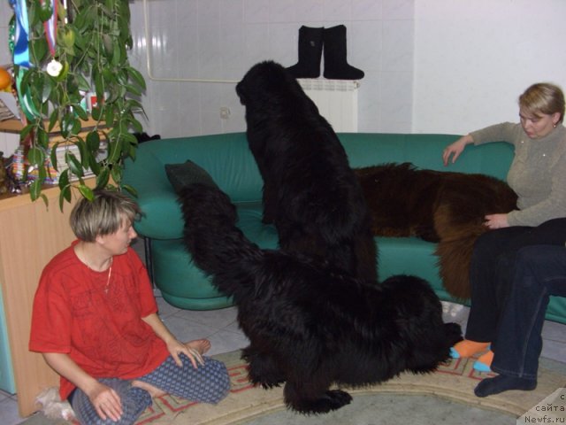 Фото: ньюфаундленд Barhatka Roskoshnaya (Бархатка Роскошная), ньюфаундленд Bol'shaya Udacha (Большая Удача), ньюфаундленд Baloven' Sud'byi (Баловень Судьбы), Svetlana Permyakova (Светлана Пермякова), Перевышина Наташа