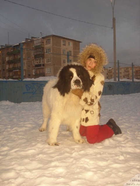 Фото: ньюфаундленд Hrizolit Serebryannyiy Blesk iz Unikal'noy Kollekcii (Хризолит Серебрянный Блеск из Уникальной Коллекции)