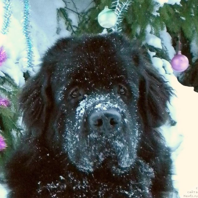 Фото: ньюфаундленд Aquatoriya Kelvin Kadril (Акватория Келвин Кадриль)