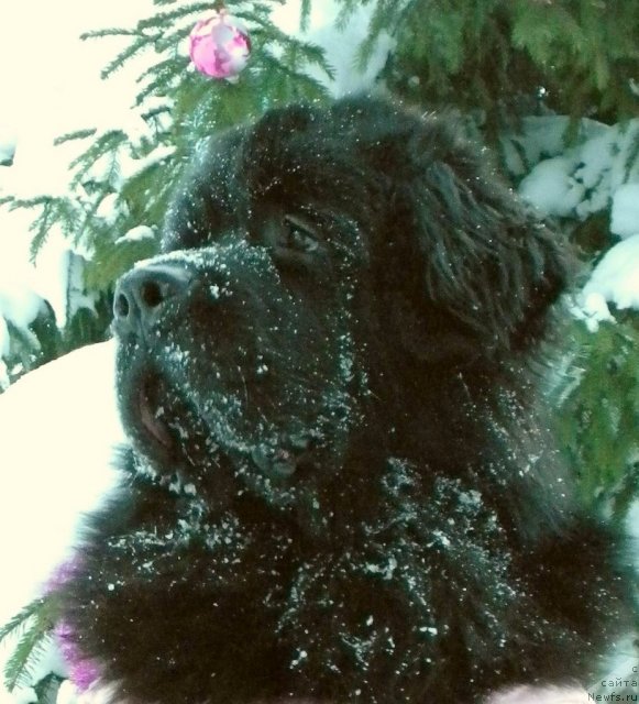 Фото: ньюфаундленд Aquatoriya Kelvin Kadril (Акватория Келвин Кадриль)