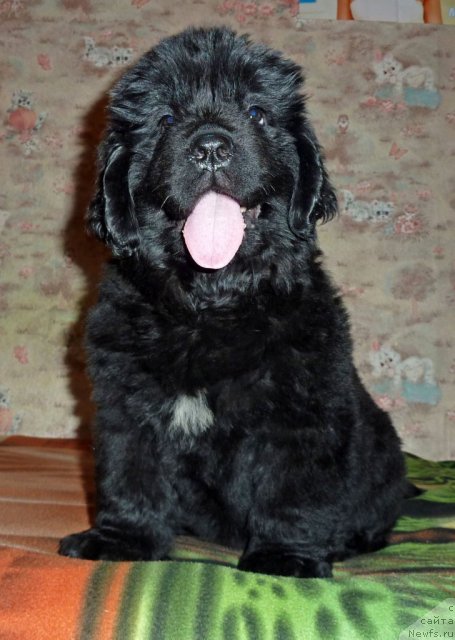 Фото: ньюфаундленд Viv'en Svit Ledi (Вивьен Свит Леди)