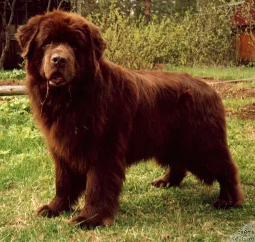 Фото: ньюфаундленд Smigar Afanasiy (Смигар Афанасий)