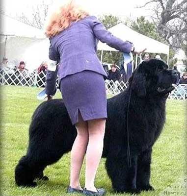 Фото: ньюфаундленд Seabrooks Heiristotle Pouch Cove