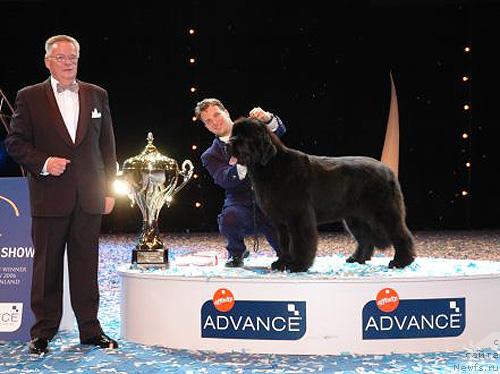 Фото: ньюфаундленд Skippers King of Helluland