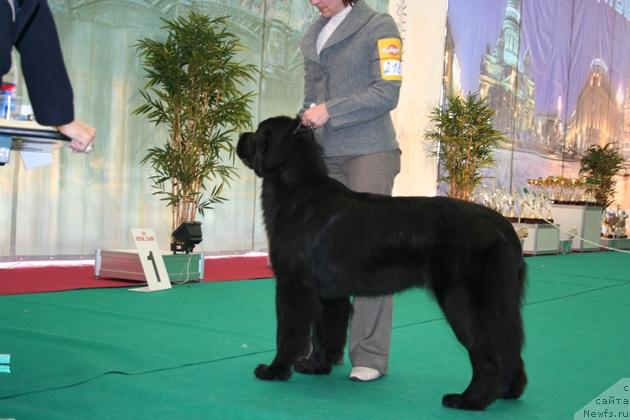 Фото: ньюфаундленд Beguschaya po Volnam Samo Sovershenstvo (Бегущая по Волнам Само Совершенство)