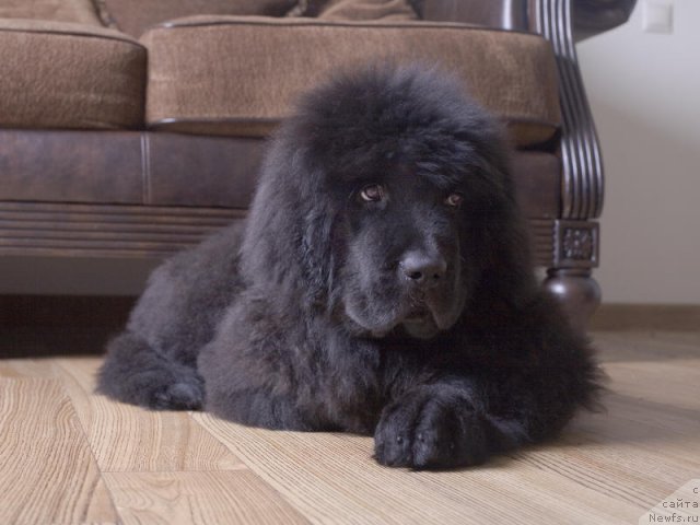 Фото: ньюфаундленд Smigar Go tu bi ze Fest (Смигар Го ту би зе Фест)