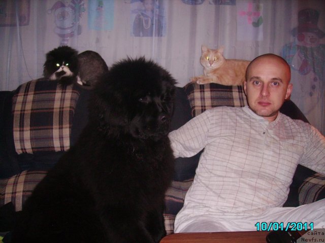 Фото: Aleksey Nistratov (Алексей Нистратов), ньюфаундленд Ih Vyisochestvo Vladlena Madjiks (Их Высочество Владлена Маджикс), Завуч, Ася