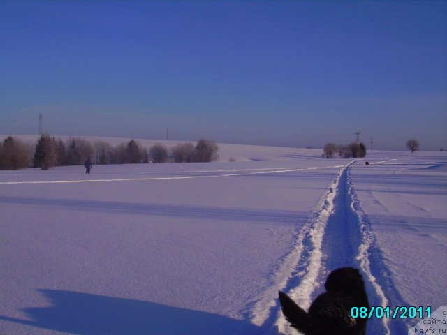 Фото: Aleksey Nistratov (Алексей Нистратов), ньюфаундленд Ih Vyisochestvo Vladlena Madjiks (Их Высочество Владлена Маджикс), Дан