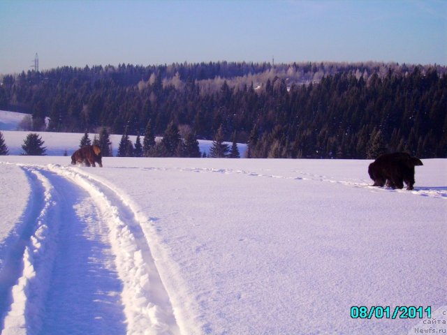 Фото: ньюфаундленд Ih Vyisochestvo Vladlena Madjiks (Их Высочество Владлена Маджикс), ДАН