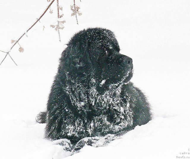 Фото: ньюфаундленд Skippers Secret Agent For Donat's Pride