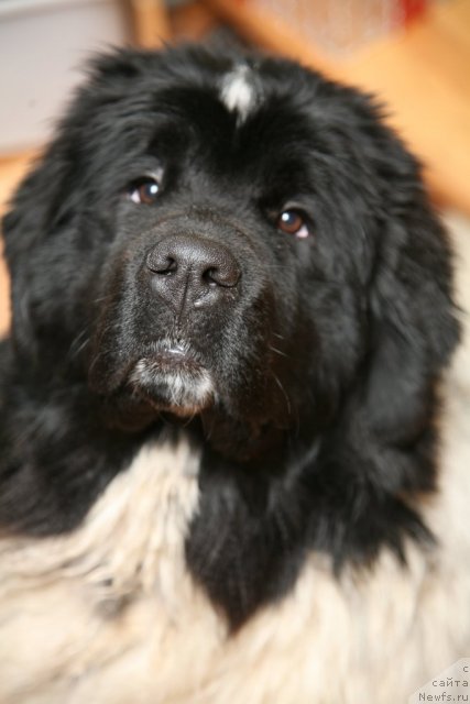 Фото: ньюфаундленд Akvian Song Zero Graviti (Аквиан Сонг Зеро Гравити)