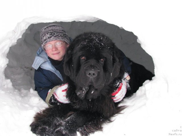 Фото: ньюфаундленд Ivan Tsarevich iz Tihogo Omuta (Иван Царевич из Тихого Омута), Данил