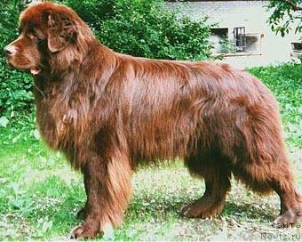 Фото: ньюфаундленд Smigar Afanasiy (Смигар Афанасий)