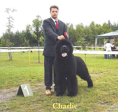 Фото: ньюфаундленд Black Pride Adonis from Skippers