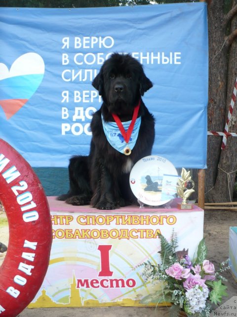 Фото: ньюфаундленд Super Bizon Astoriya (Супер Бизон Астория)