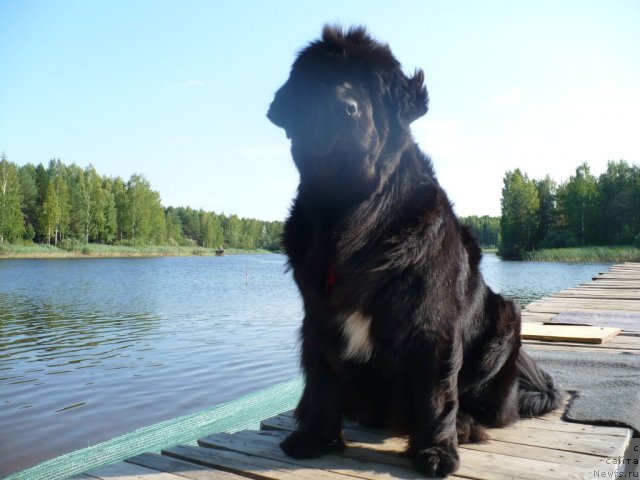 Фото: ньюфаундленд Super Bizon Astoriya (Супер Бизон Астория)