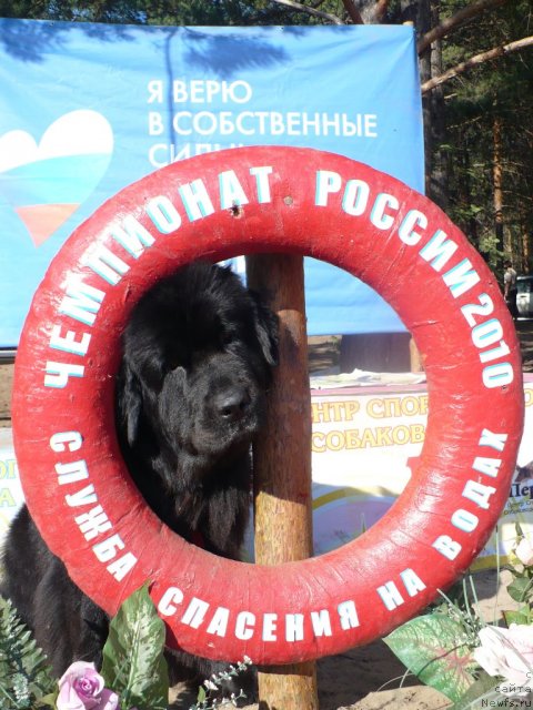 Фото: ньюфаундленд Super Bizon Astoriya (Супер Бизон Астория)